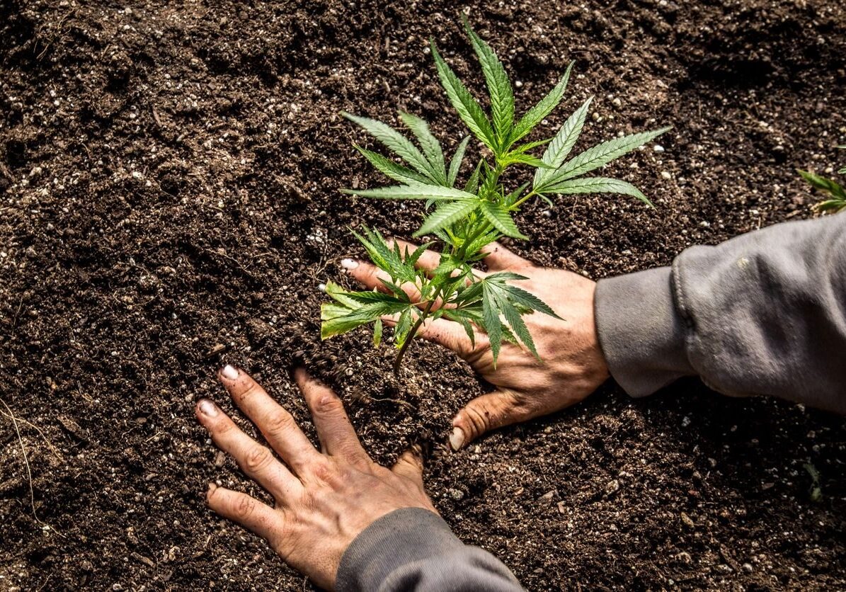 A person holding onto a plant in the dirt.