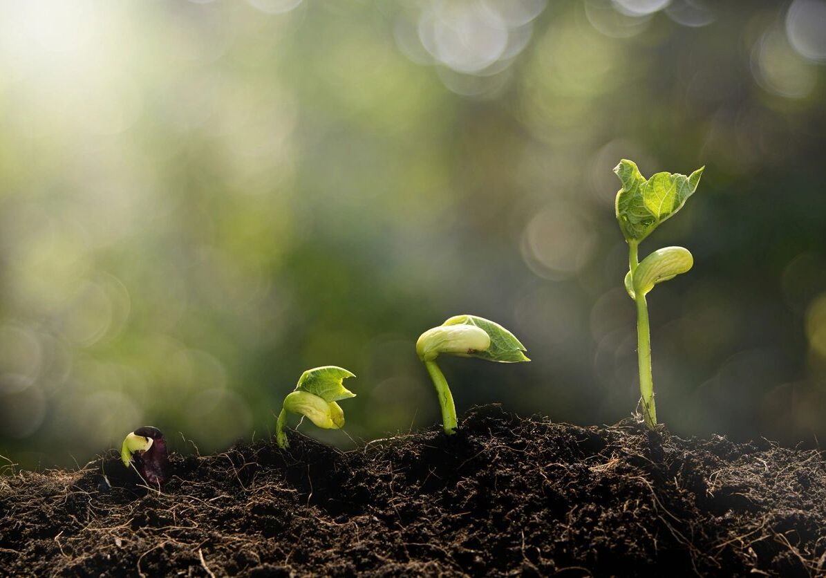 A group of plants growing in the dirt.